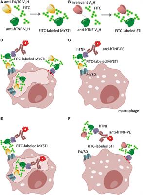 VHH-Based <mark class="highlighted">Bispecific Antibodies</mark> Targeting Cytokine Production